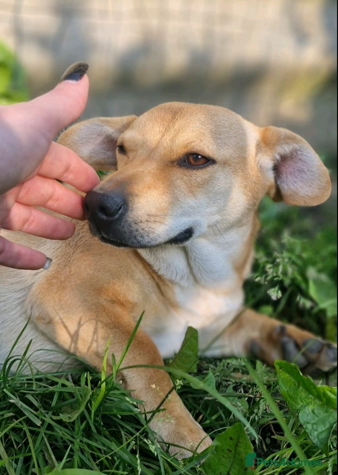 Mixed Breed dogs for adoption: 💖🐶 IRIS 🐶💖 - Image 1