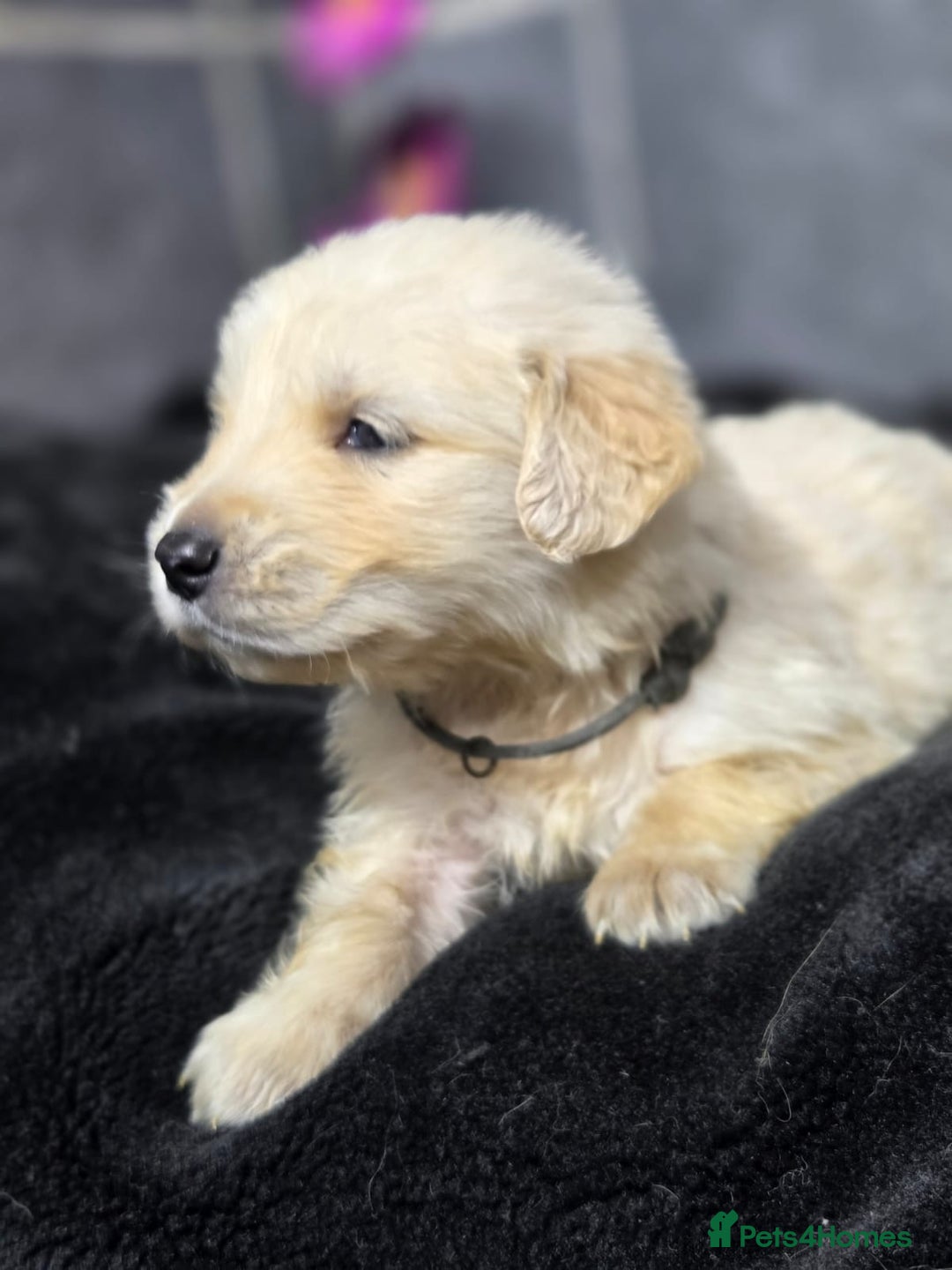 Golden Retriever dogs for sale: Gorgeous kc reg golden retrievers  - Advert 3