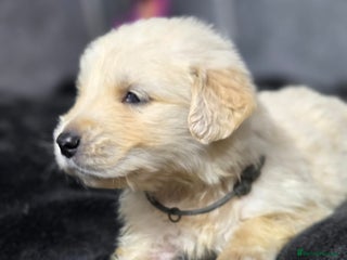 Golden Retriever dogs Gorgeous kc reg golden retrievers - Advert 1