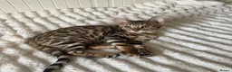 Bengal cats for sale: 🐆 Adorable pedigree Bengal kittens 🐆 - Advert 2