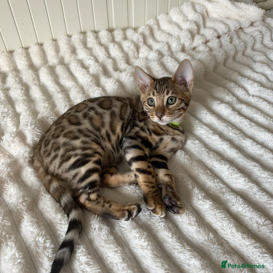 Bengal cats for sale: 🐆 Adorable pedigree Bengal kittens 🐆 - Advert 2