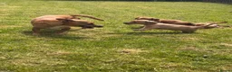 Jackshund dogs for sale: Dachshund X Jack Russell Puppies JACKSHUNDS  in Glasgow - Advert 19