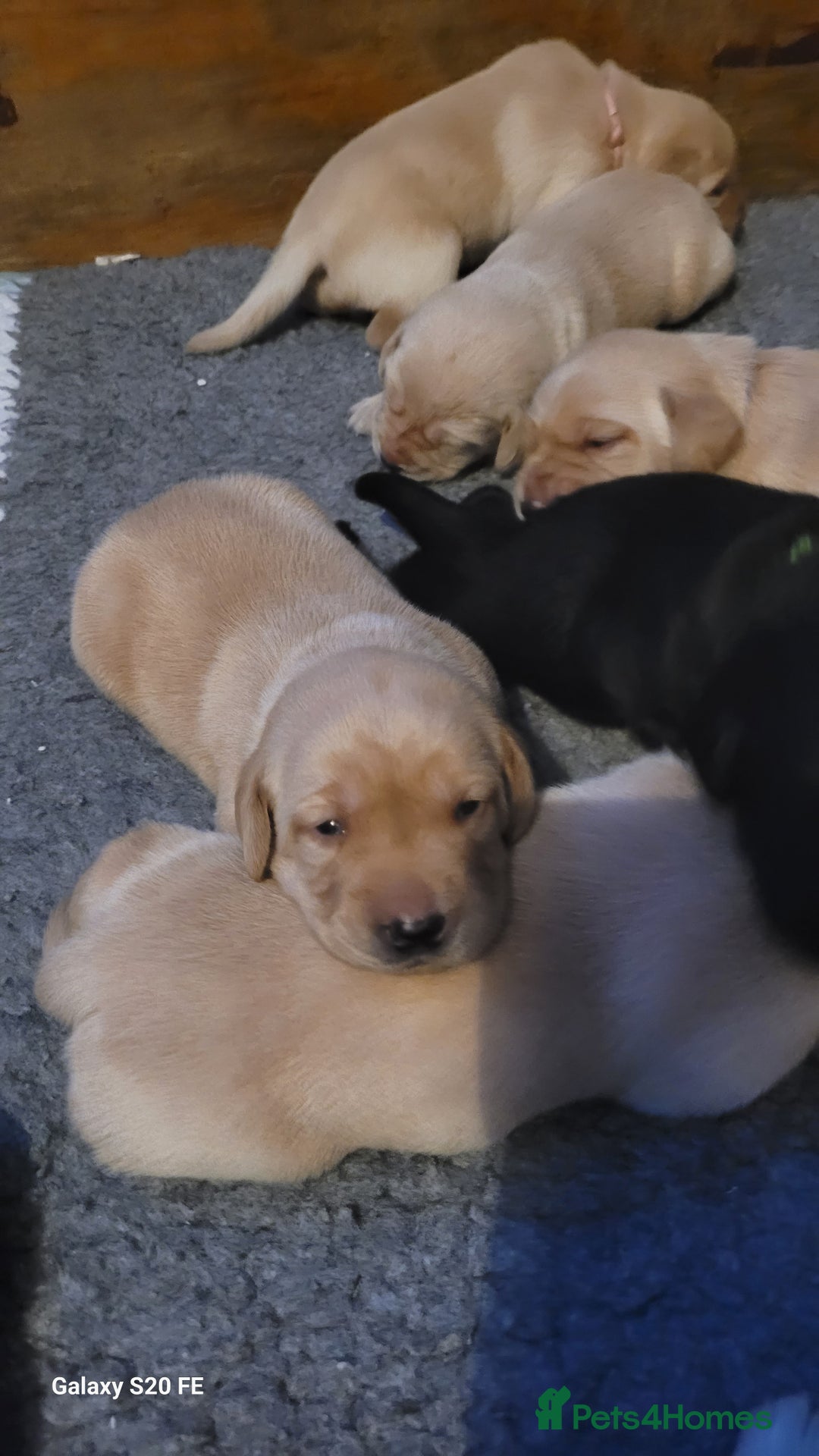 Labrador Retriever dogs for sale: 6 beautiful Labrador (all reserved)  - Advert 10