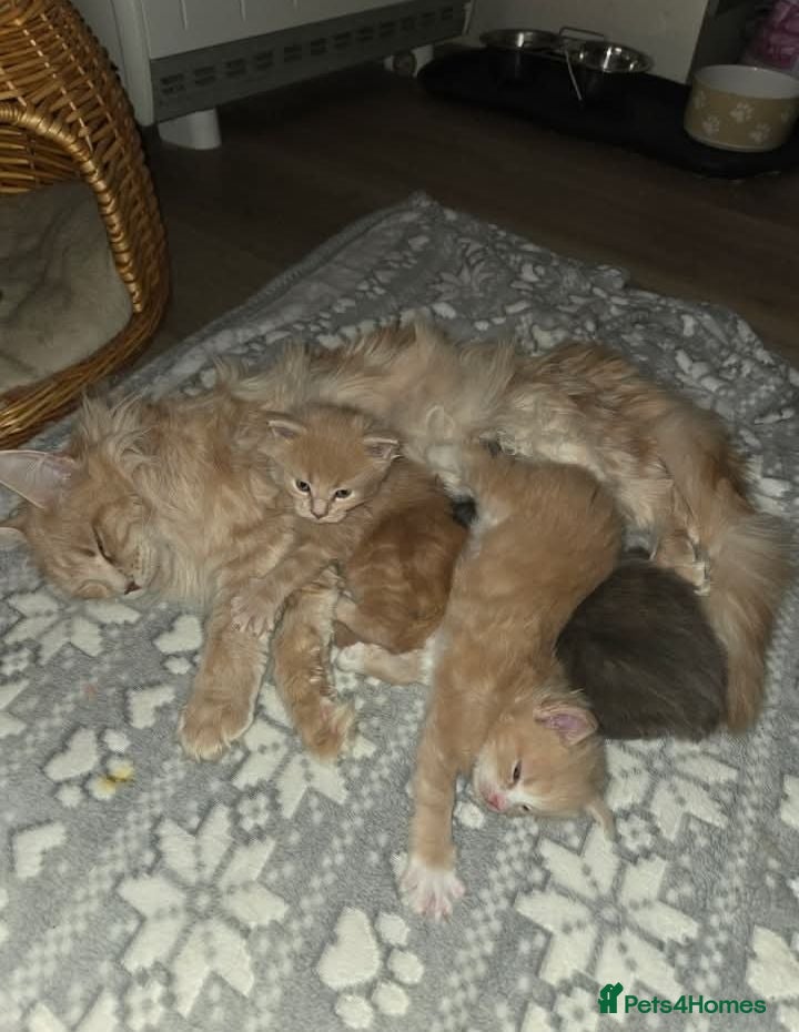 Maine Coon cats Maine Coon Family "Puuure Love" kittens available  - Advert 2