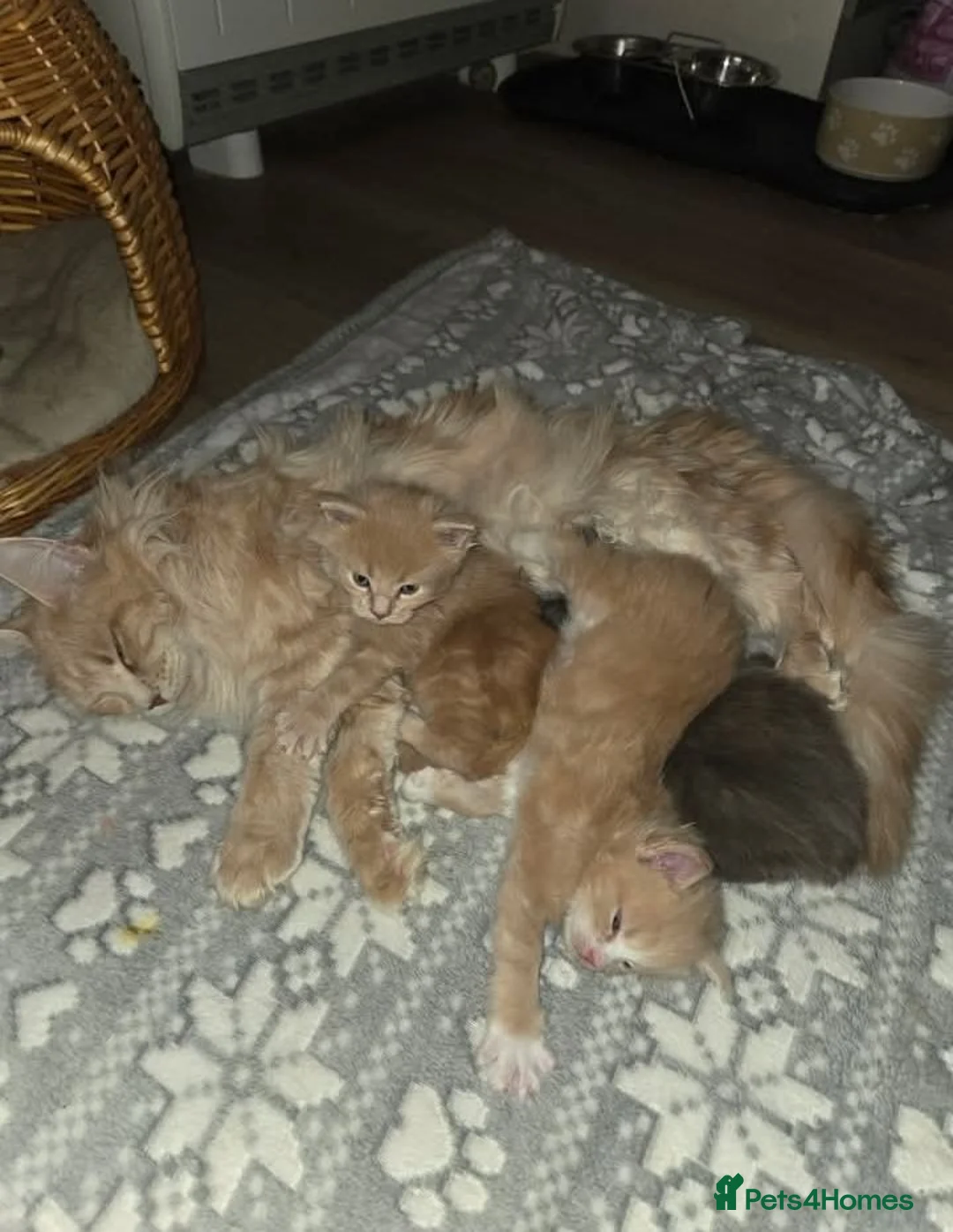 Maine Coon cats for sale: Maine Coon Family "Puuure Love" kittens available  - Advert 10