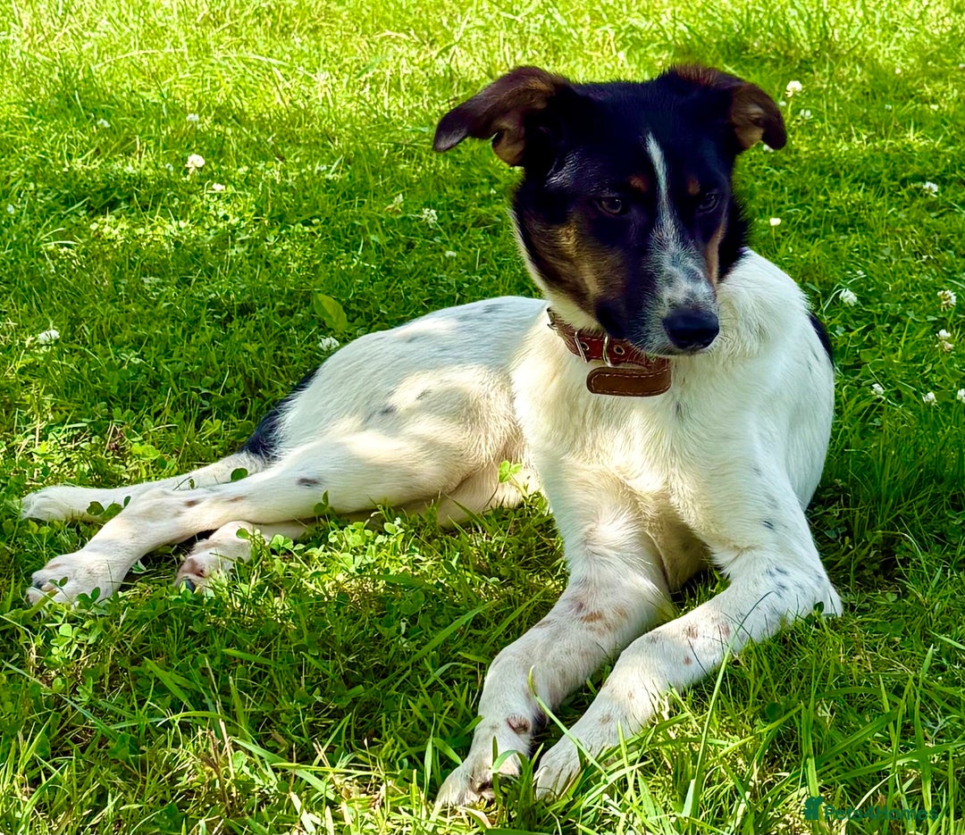 Foxhound dogs for adoption: Josie – Saved in the Final Hour - Image 7