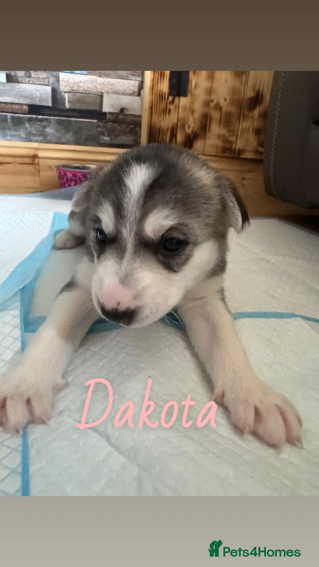 Siberian Husky dogs for sale: Siberian husky pups - Advert 17