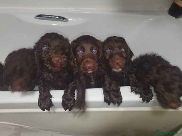 Cockapoo dogs - Advert 2