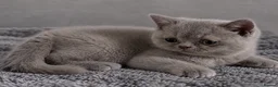 British Shorthair cats for sale: Sonnic – Gorgeous Pedigree British Shorthair Boy - Advert 4