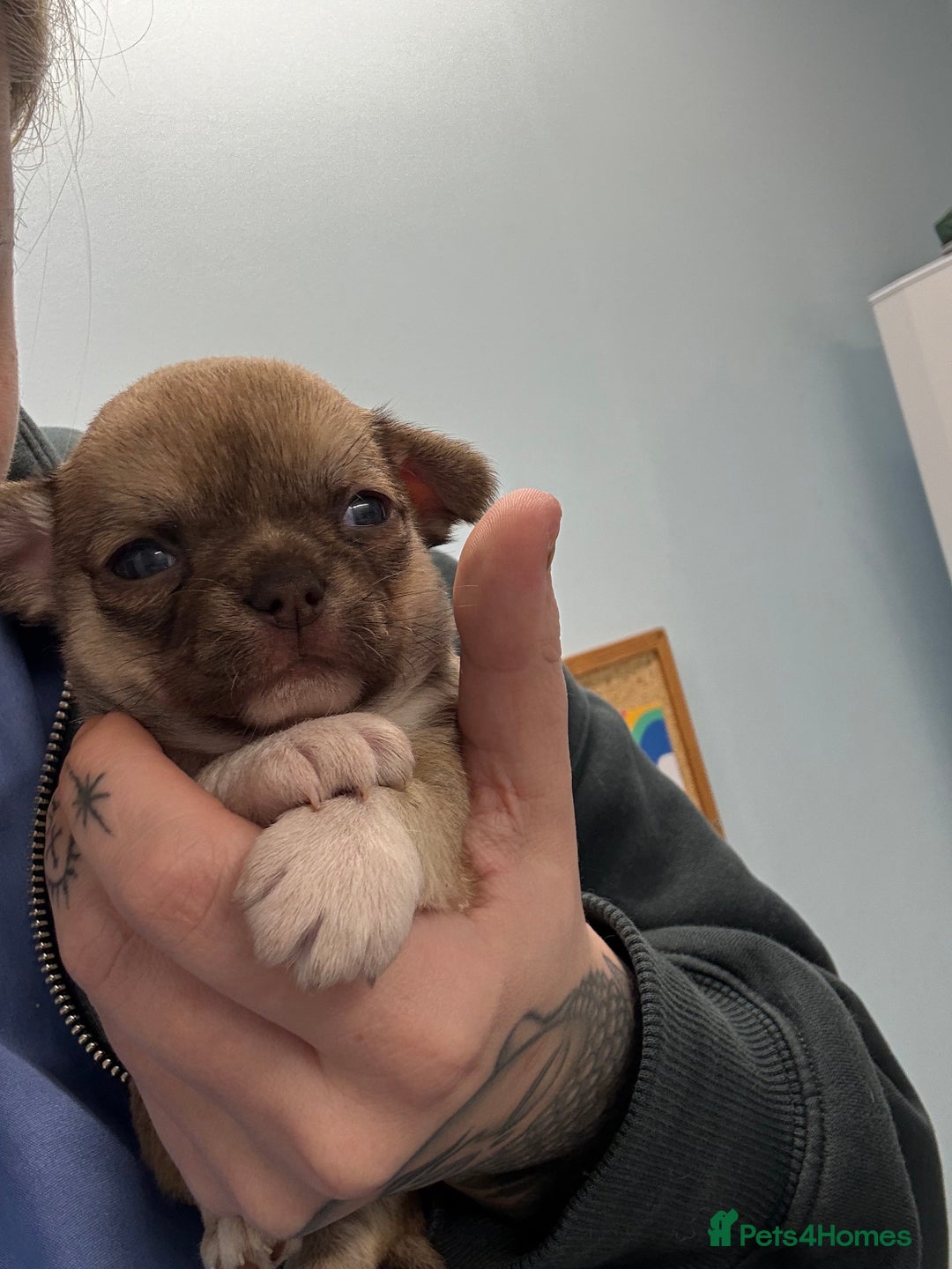 Chihuahua dogs for sale: Health tested & KC Reg Chocolate sable boy left! - Advert 3
