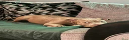 American Bully dogs for sale: American bully puppies  - Advert 3