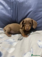 Miniature Dachshund dogs - Advert 3