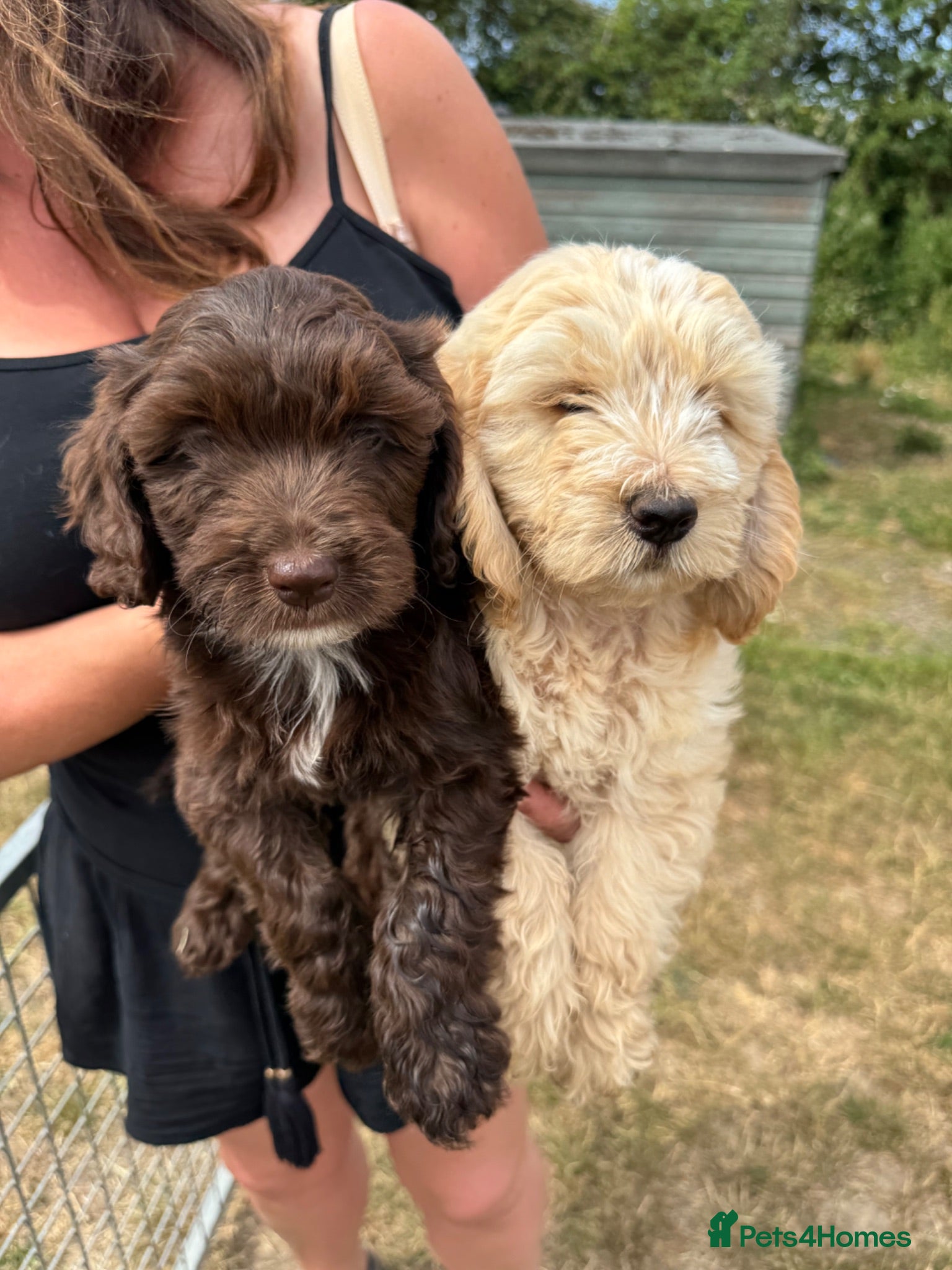 Cockapoo dogs cockapoo puppies  - Advert 1