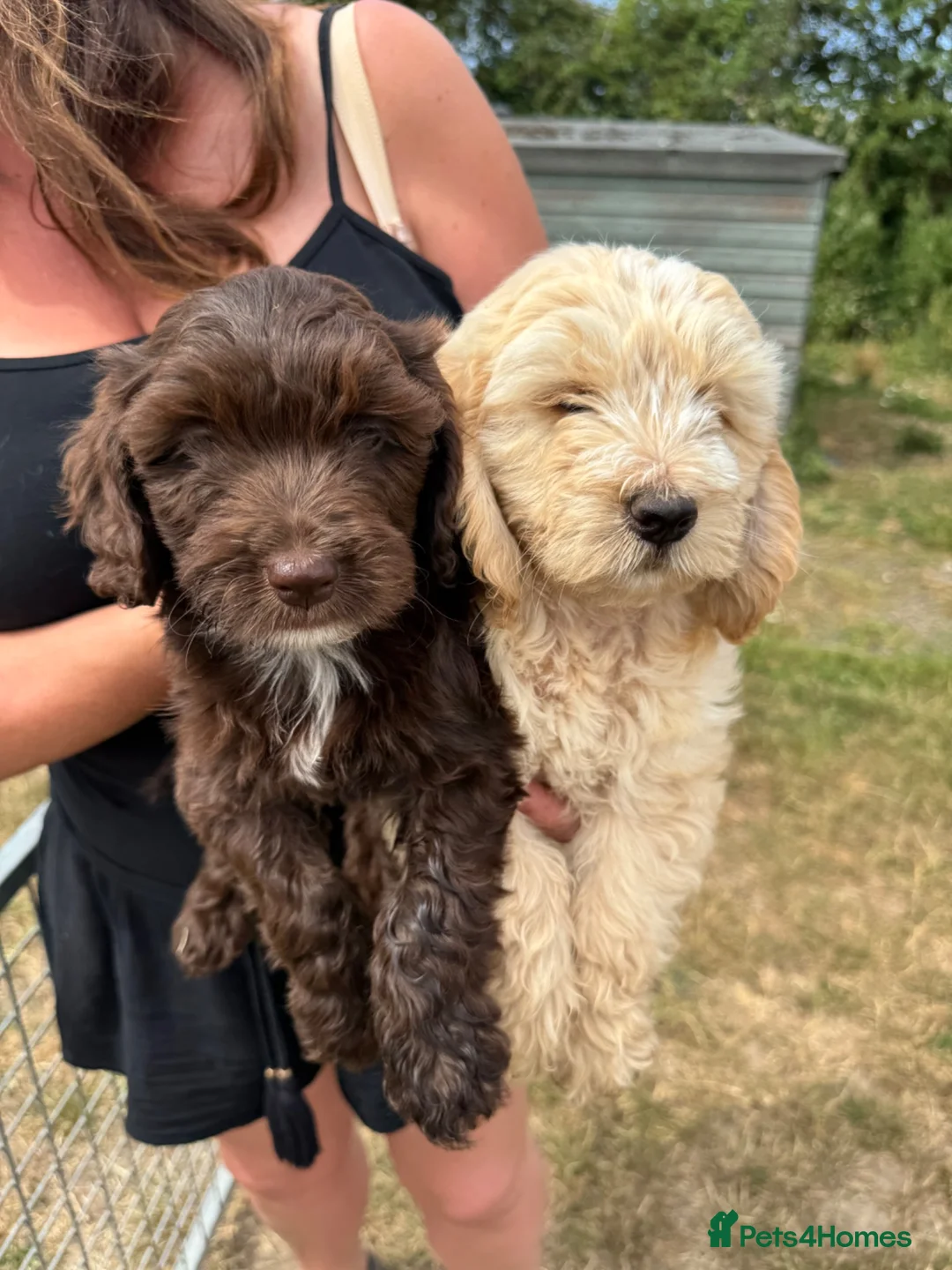 Cockapoo dogs for sale: cockapoo puppies  - Advert 1