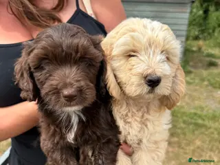 Cockapoo dogs cockapoo puppies - Advert 1