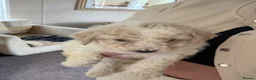 Bichon Frise dogs for sale: Adorable Bichions Frise - Advert 4