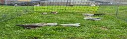 Chickens poultry for sale: Pekin bantam chicks in Carnforth - Advert 2