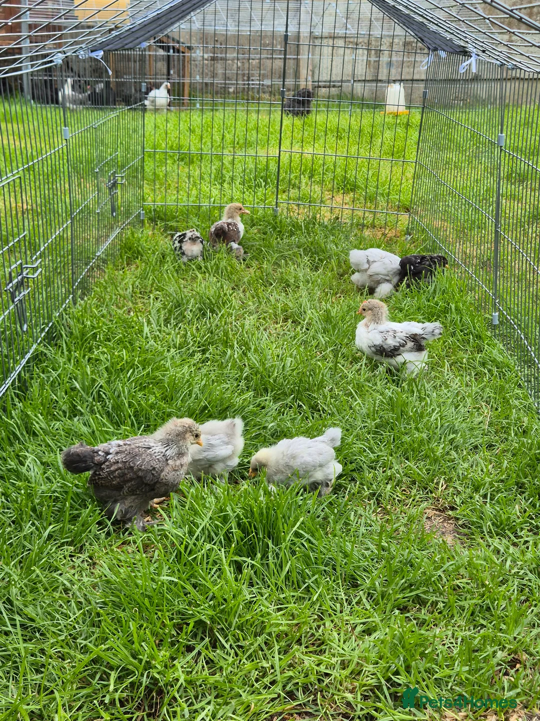 Chickens poultry for sale: Pekin bantam chicks in Carnforth - Advert 2