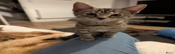 Bengal cats for sale: 😻😻 Beautiful Bengal Cross Kittens For Sale 😻😻 - Advert 17
