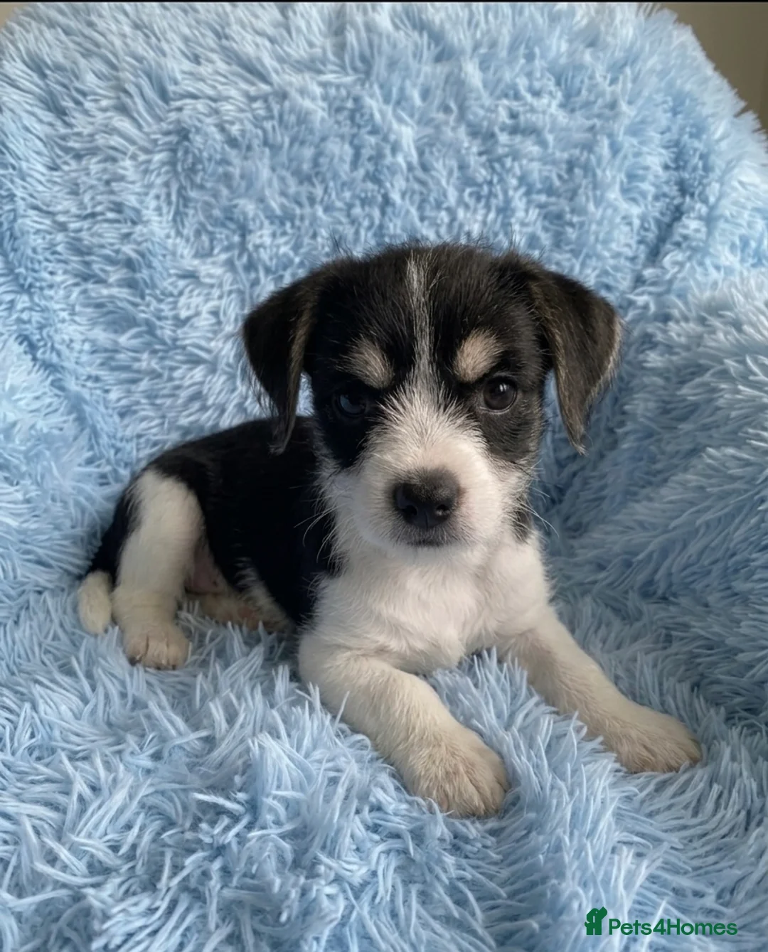 Mixed Breed dogs for sale: Adorable Malshi puppies  - Advert 7