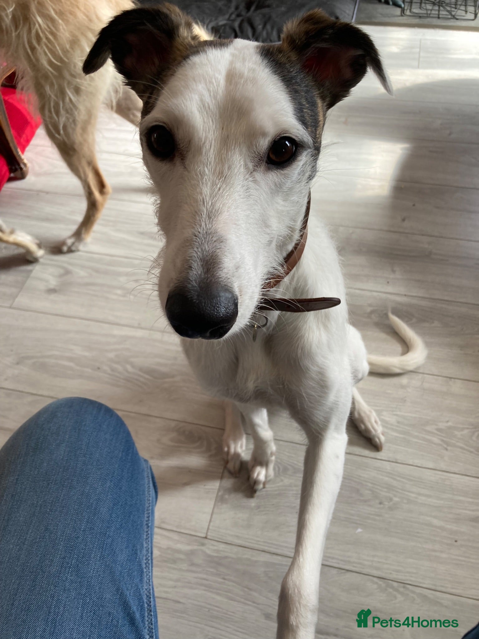 Lurcher dogs WANTED - Experienced dog owner - Advert 1