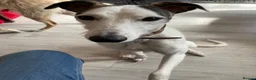 Lurcher dogs for sale: WANTED - Experienced dog owner - Advert 1