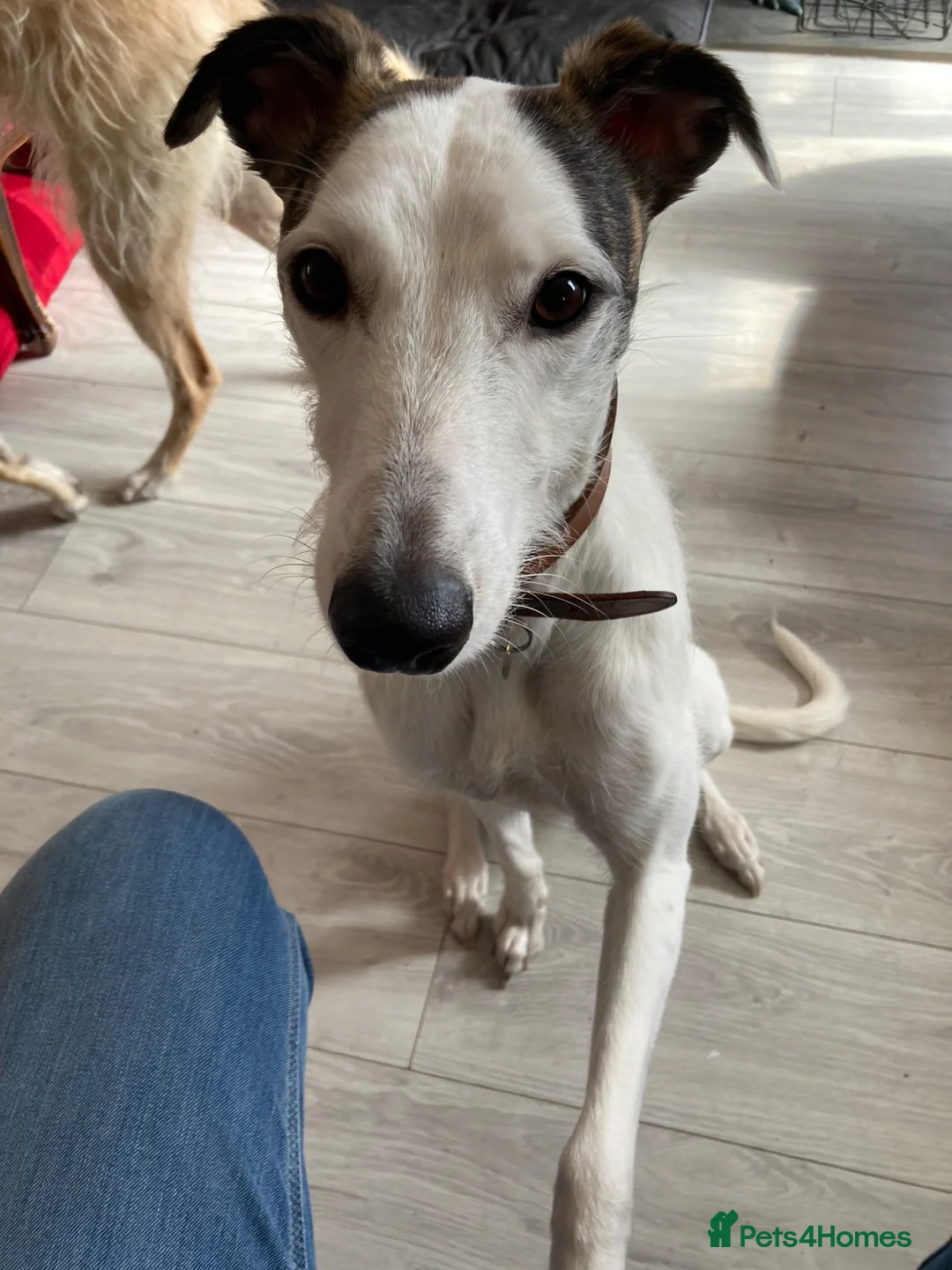Lurcher dogs for sale: WANTED - Experienced dog owner - Advert 1