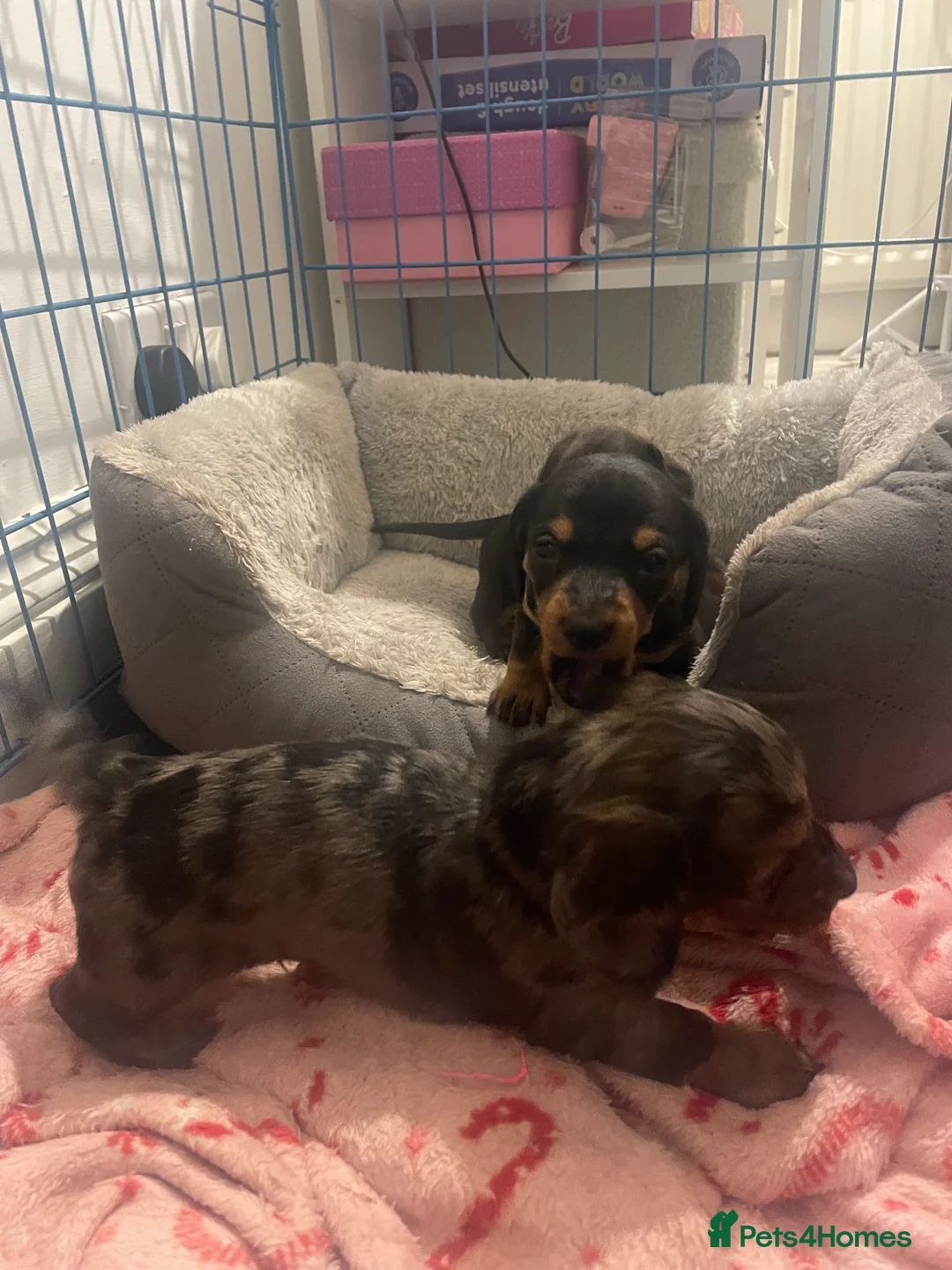 Miniature Dachshund dogs for sale: Miniature dachshund puppies - Advert 4