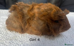 Guinea Pig rodents for sale: Various breeds of baby guinea pigs for sale - Image 8