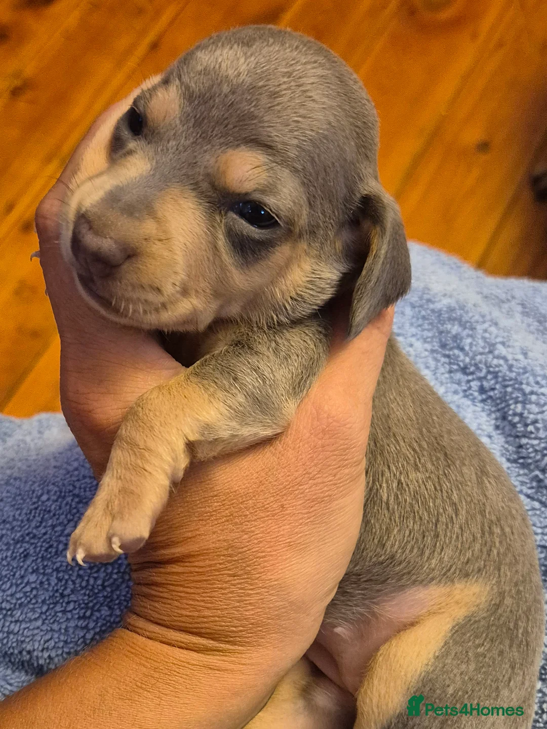 Miniature Dachshund dogs for sale: Miniature Dachshunds unusual colour ready 2nd Sept - Advert 2