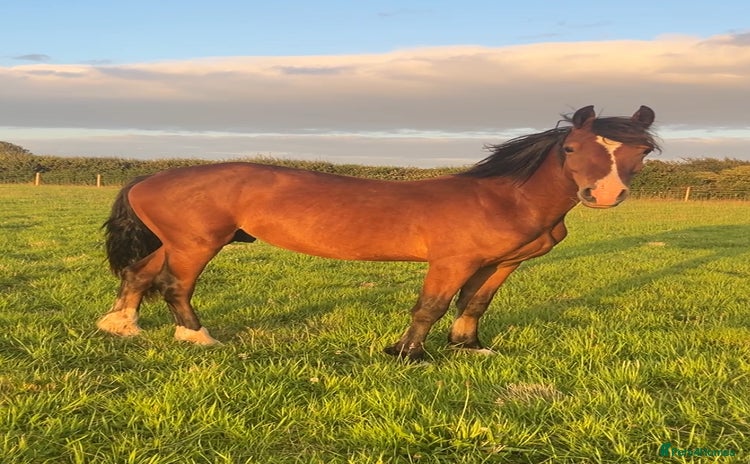 Welsh Section D horses - Advert 5