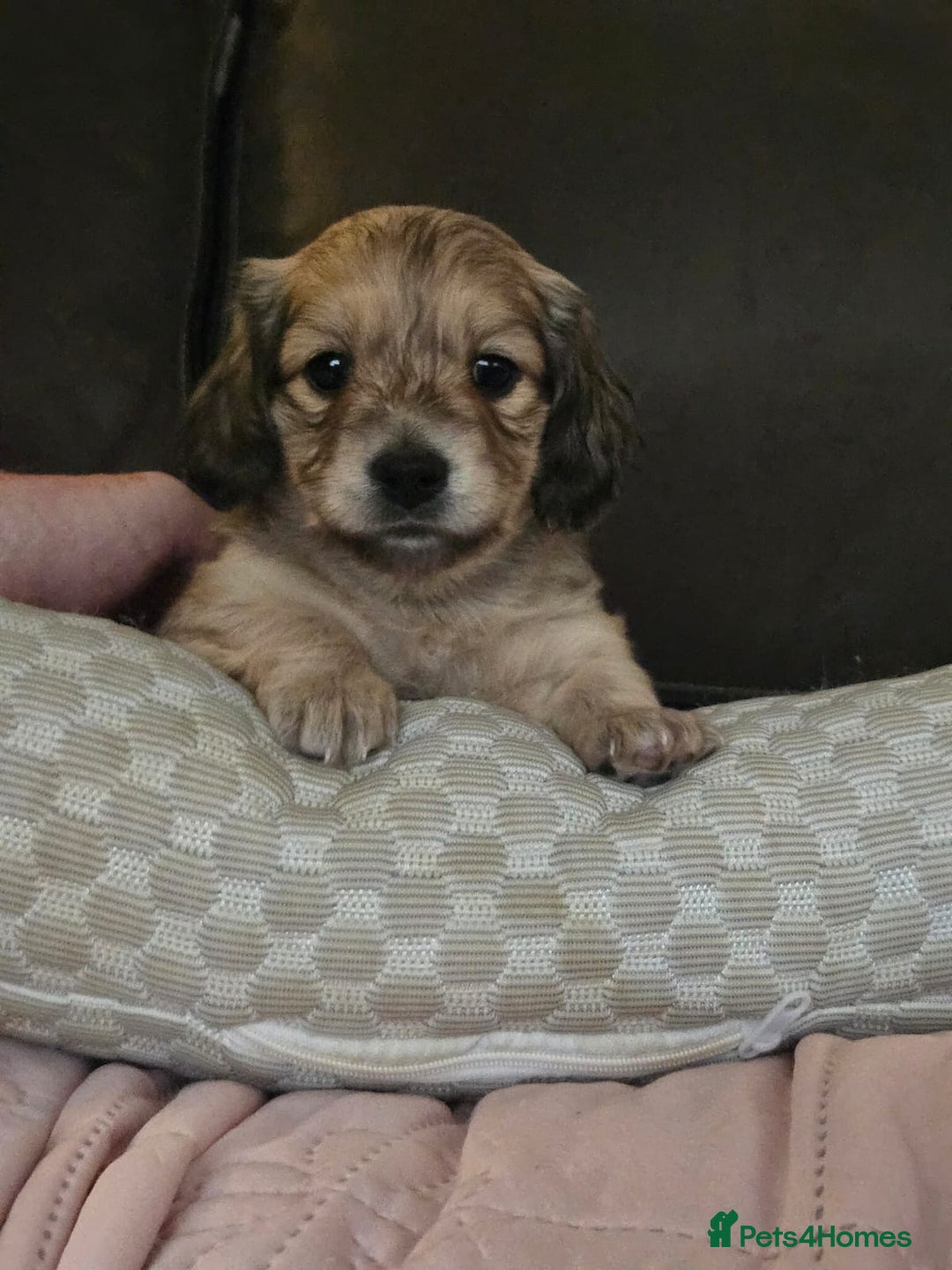 Miniature Dachshund dogs for sale: Miniature log haired - Advert 12