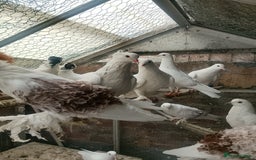 Pigeons birds for sale: Pigeon for sale - Image 1