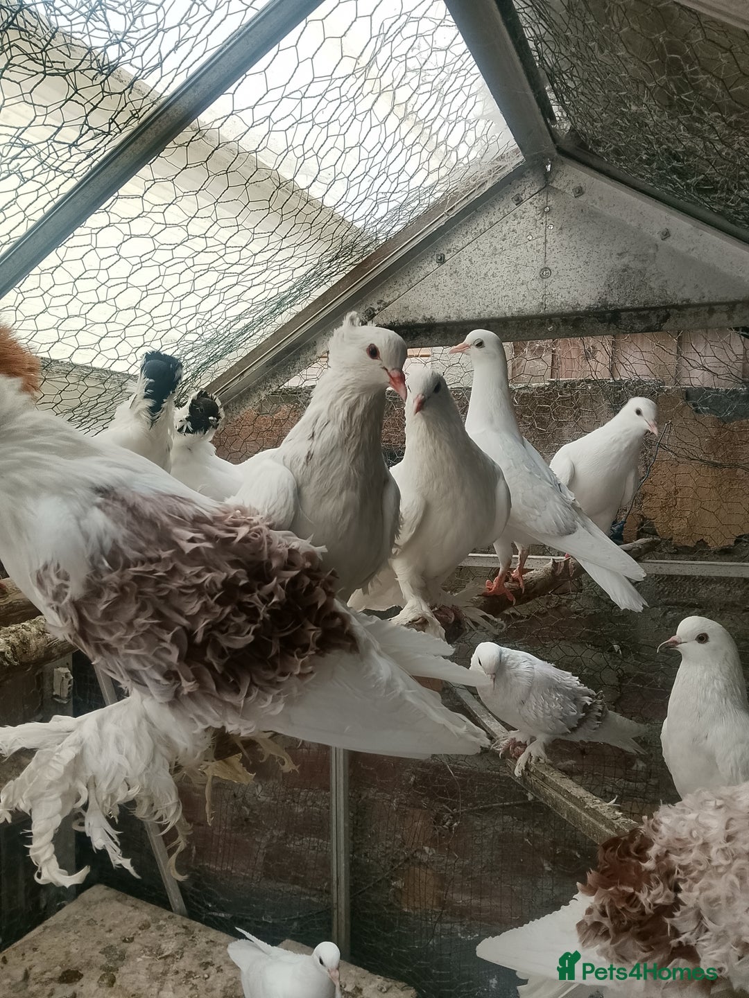 Pigeons birds for sale: Pigeon for sale - Image 1