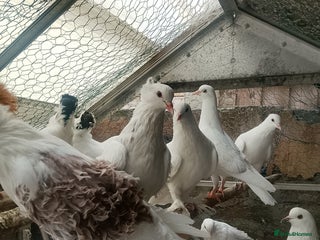 Pigeons birds - Advert 1