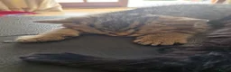 British Shorthair cats for sale: British Shorthair Brother & Sister Kittens - Advert 3