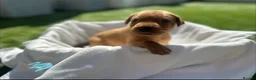 Labrador Retriever dogs for sale: Beautiful KC Red Labrador Puppies - Advert 15