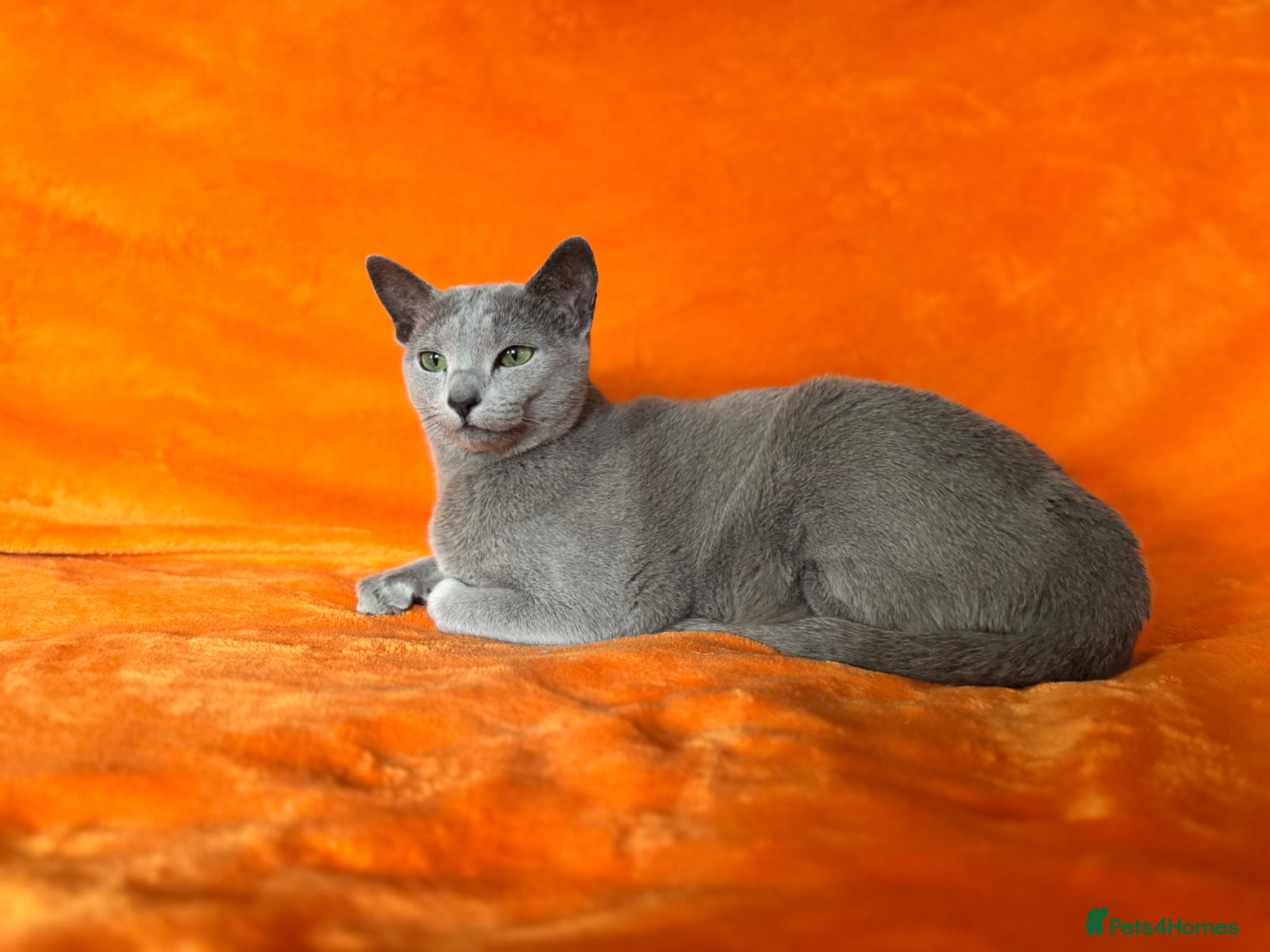 Russian Blue cats Retired breeding mother - Russian blue cat - Advert 14