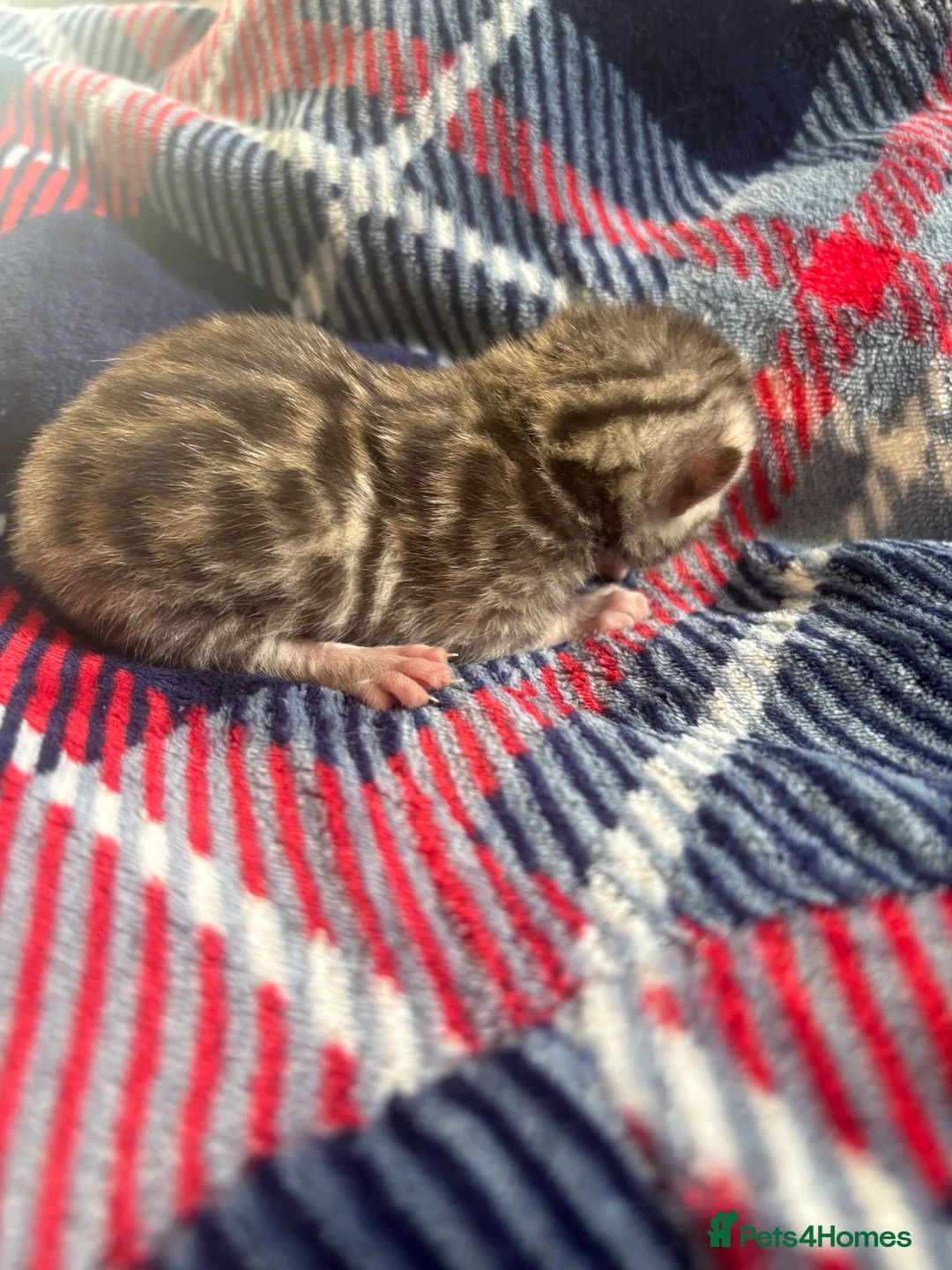 Bengal cats for sale: Pure Bengal kittens  in Oswestry - Advert 7