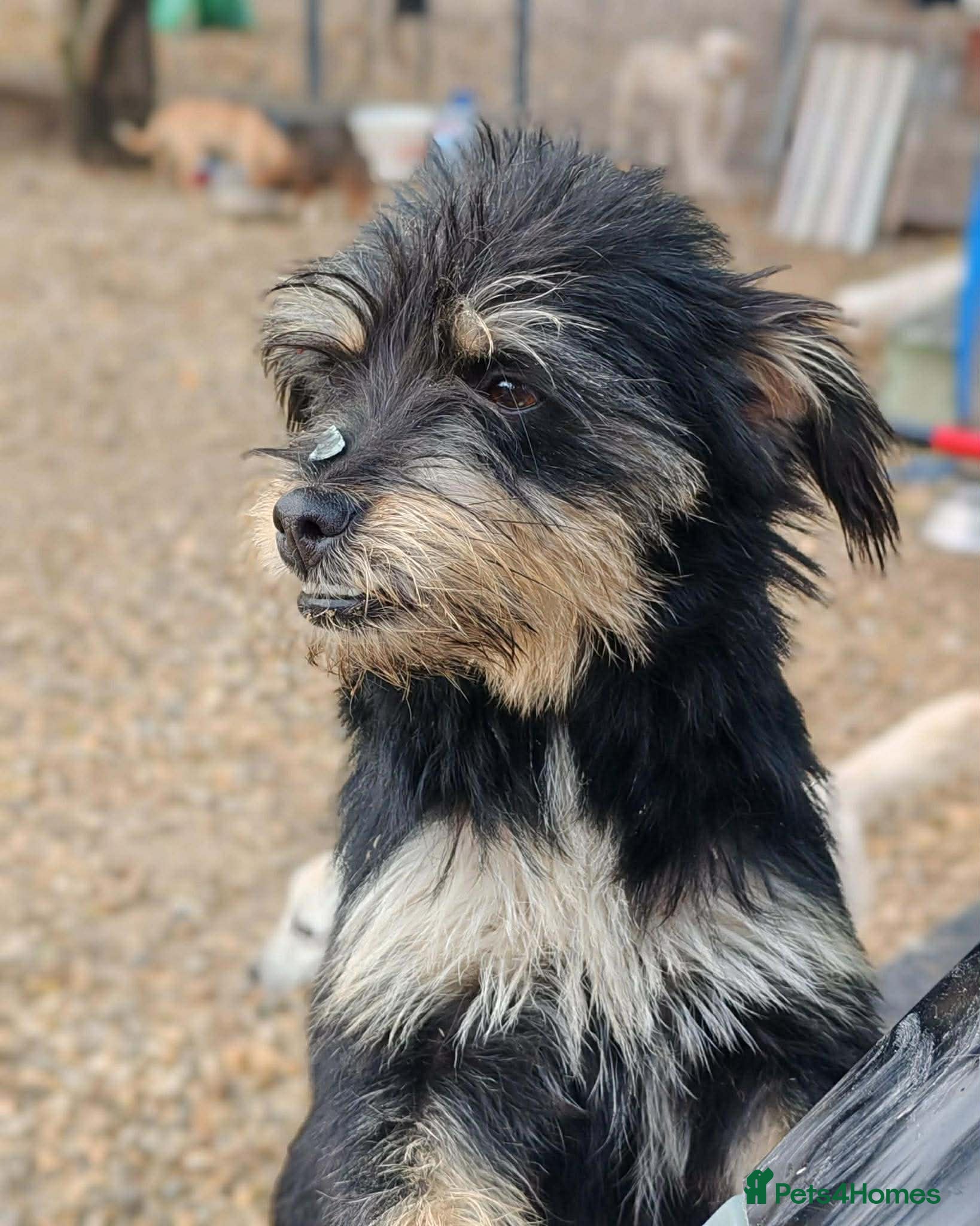 Mixed Breed dogs BEBA! in Scarborough - Advert 5