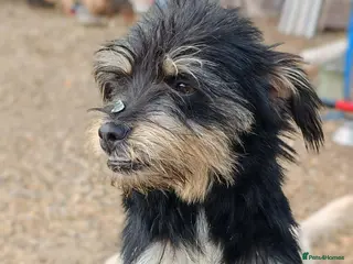 Mixed Breed dogs BEBA! in Scarborough - Advert 5