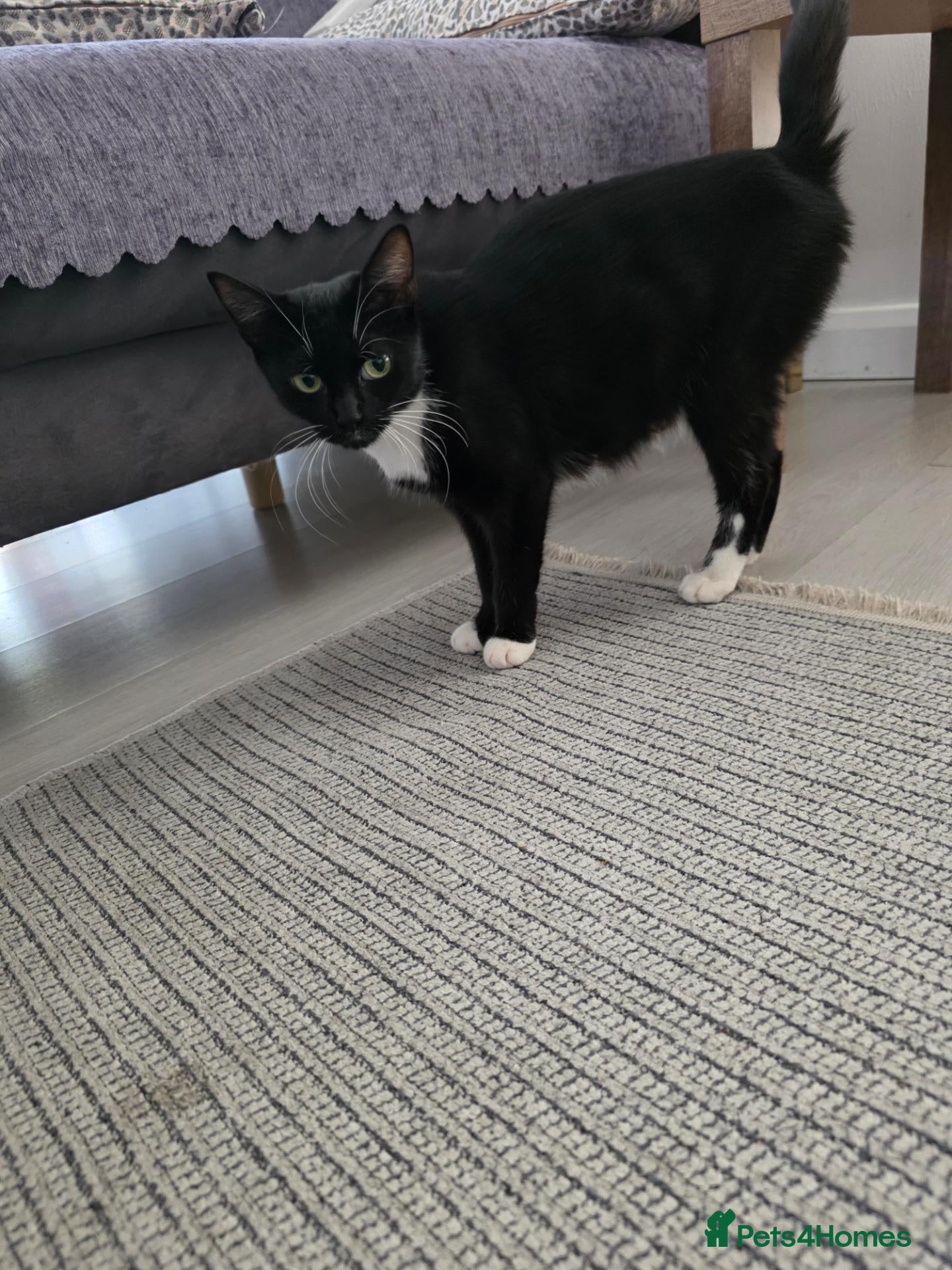 Mixed Breed cats 5 kittens and adult cat sale. Adult cat £50  - Advert 6