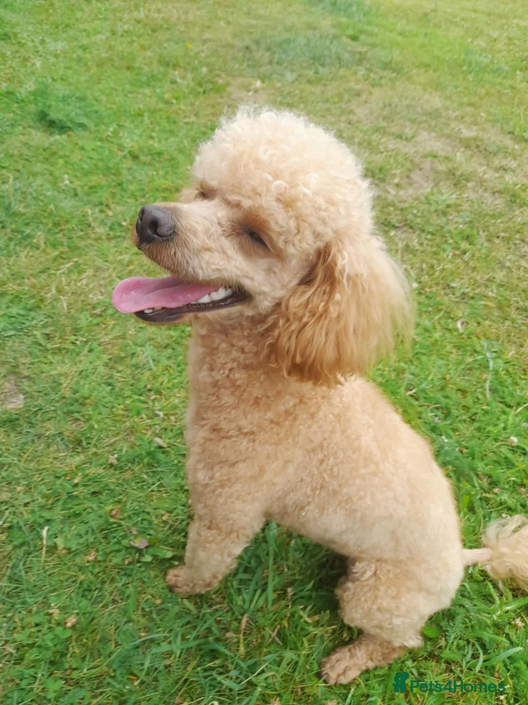Toy Poodle dogs for stud: KC Reg toy poodle, DNA Test Clear, only for stud - Advert 2