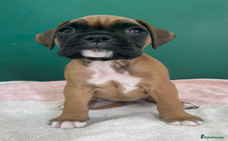 Boxer dogs - Advert 1