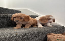 Maltipoo dogs for sale: Toy maltipoo puppies - Advert 5