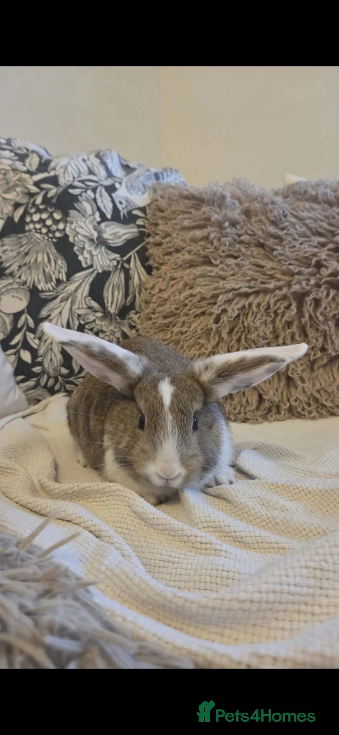 Mixed Breed rabbits for sale: ​Stunning French Lop x Lionhead Baby Rabbits in Doncaster - Advert 17