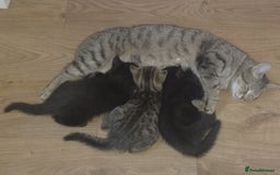 Mixed Breed cats for sale: Black male kittens X2  - Image 6