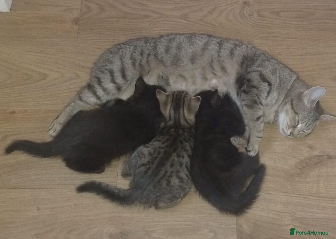 Mixed Breed cats for sale: Black male kittens X2  - Image 6
