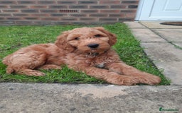 Australian Labradoodle dogs for sale: Beautiful Australian Labradoodle x pups!  - Image 5