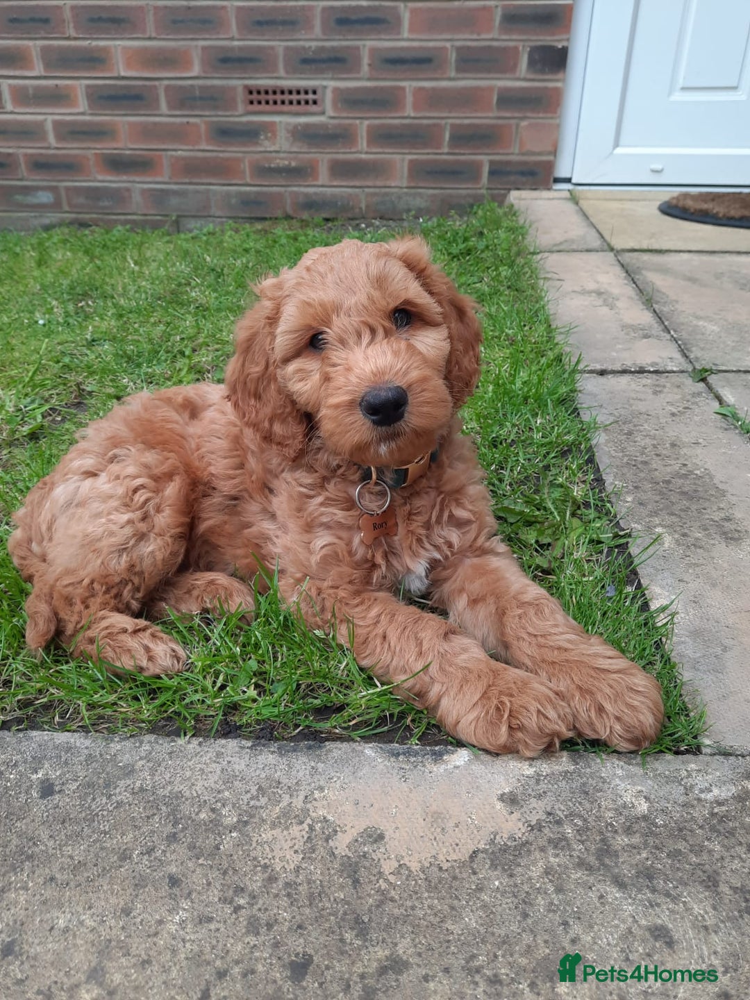 Australian Labradoodle dogs for sale: Beautiful Australian Labradoodle x pups!  - Image 5